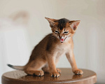 Кошки в Орле: Абиссинские котята Девочка, 25 000 руб. - фото 4