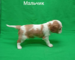 Собаки в Москве: Щенки кавалер Кинг Чарльз спаниель  Мальчик, 50 000 руб. - фото 2
