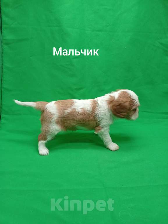 Собаки в Москве: Щенки кавалер Кинг Чарльз спаниель  Мальчик, 50 000 руб. - фото 2
