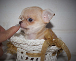 Собаки в других городах Ленинградской области: Продается щенок чихуахуа Мальчик, 35 000 руб. - фото 3