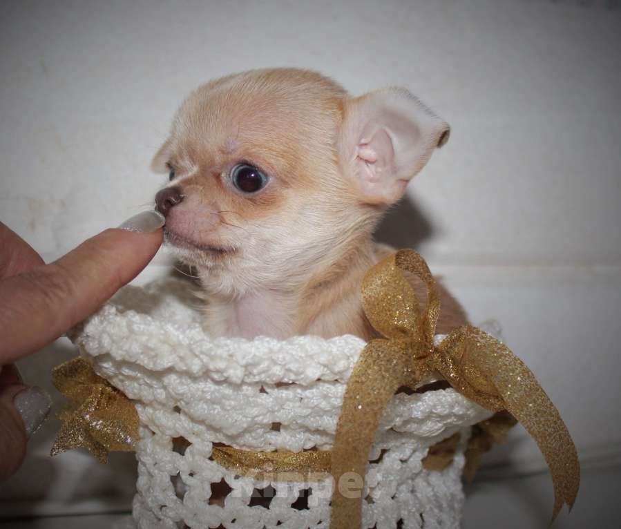 Собаки в других городах Ленинградской области: Продается щенок чихуахуа Мальчик, 35 000 руб. - фото 3