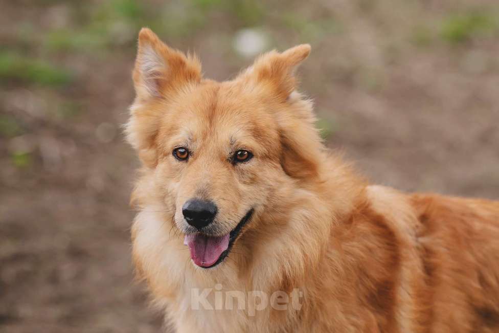 Собаки в Москве: Собака из приюта в добрые руки Мальчик, 99 руб. - фото 1