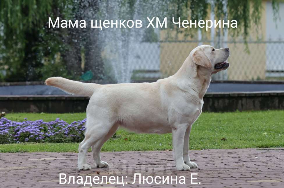 Собаки в Калуге: Палевый мальчик лабрадора высокого качества из питомника РКФ/FCI Мальчик, Бесплатно - фото 5