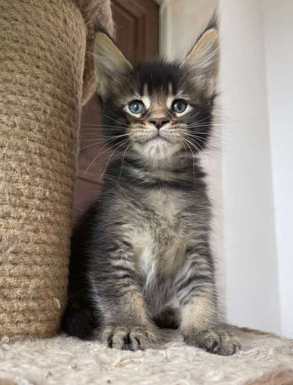 Кошки в Санкт-Петербурге: Малыш Тейваз  Мальчик, 60 000 руб. - фото 2