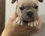 Собаки в других городах Алтайского края: Щенки французского бульдога  Мальчик, 40 000 руб. - фото 3