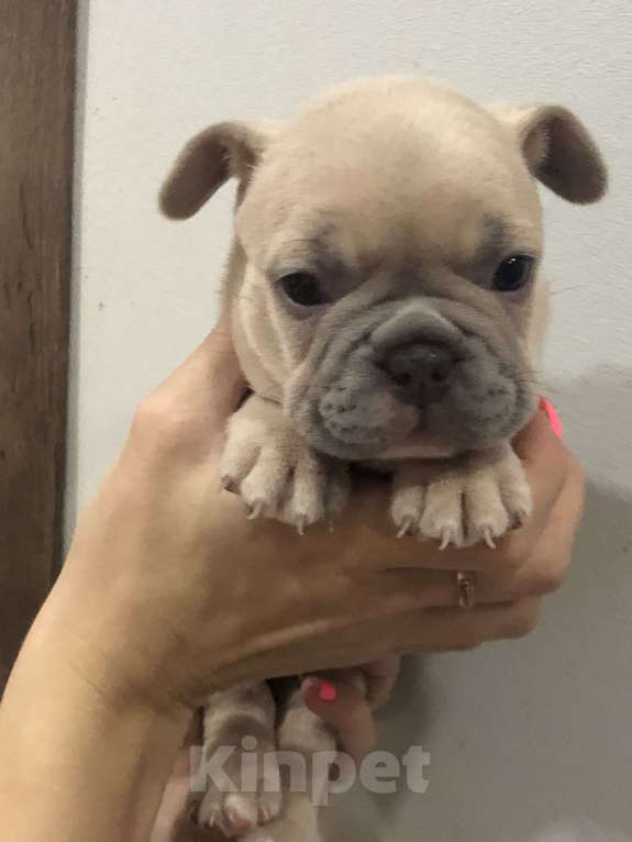 Собаки в других городах Алтайского края: Щенки французского бульдога  Мальчик, 40 000 руб. - фото 3