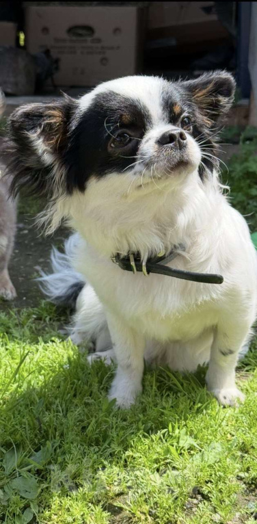 Собаки в Вяземском: Вязка кобель чихуахуа длинношёрстный  Мальчик, Бесплатно - фото 2