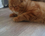 Кошки в Микуне: Экзотический кот, 10 руб. - фото 2