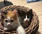 Кошки в Краснодаре: Трехцветная кошечка Девочка, Бесплатно - фото 5