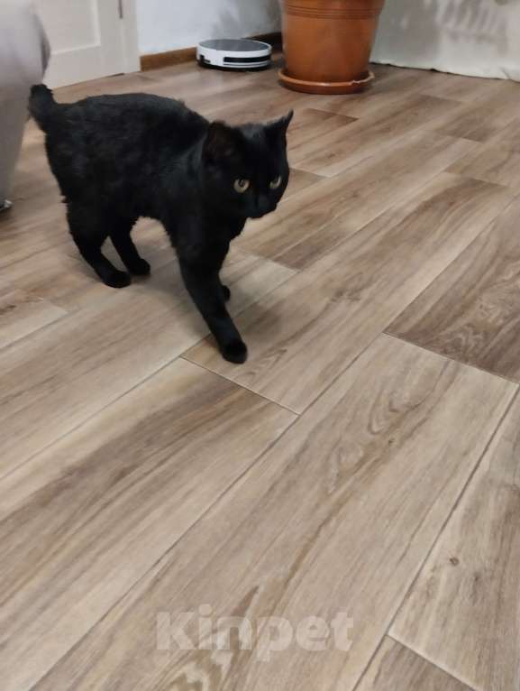 Кошки в Чите: Найден котик Мальчик, Бесплатно - фото 2