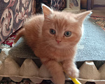 Кошки в Краснодаре: Котик. Рыжики рулят Мальчик, 5 000 руб. - фото 8