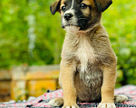 Собаки в Подольске: Щенок Бэлла Девочка, Бесплатно - фото 2