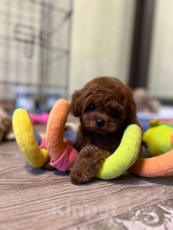 Собаки в Москве: Щенок той пудель Мальчик, 300 000 руб. - фото 3