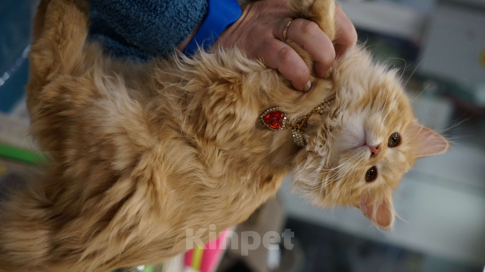 Кошки в Калуге: Забава Девочка, Бесплатно - фото 2