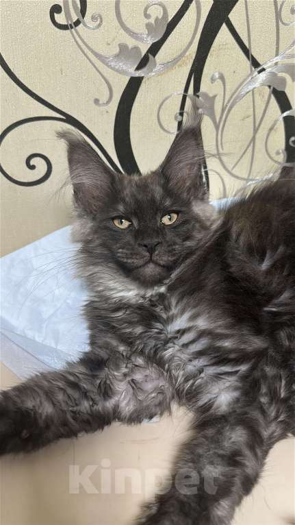 Кошки в Дмитрове: Котята мейн-кун Мальчик, 55 000 руб. - фото 4