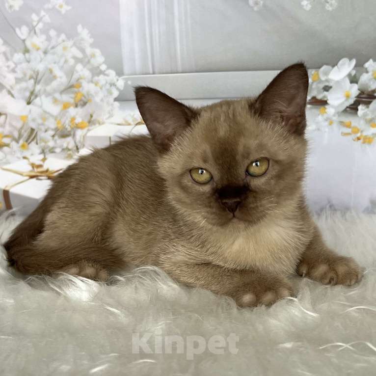 Кошки в Москве: Бурманский котёнок в шоколадном окрасе  Мальчик, 80 000 руб. - фото 5