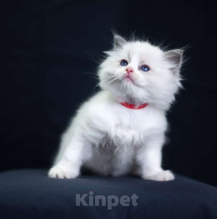 Кошки в Санкт-Петербурге: рэгдолл котята Мальчик, 90 000 руб. - фото 1