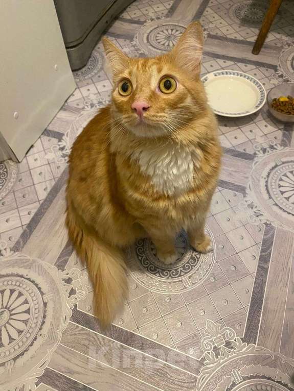 Кошки в Пушкино: Симба ищет дом! Мальчик, Бесплатно - фото 4