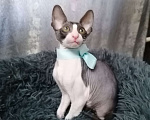 Кошки в Санкт-Петербурге: Котята корниш-рекс Мальчик, 5 000 руб. - фото 5