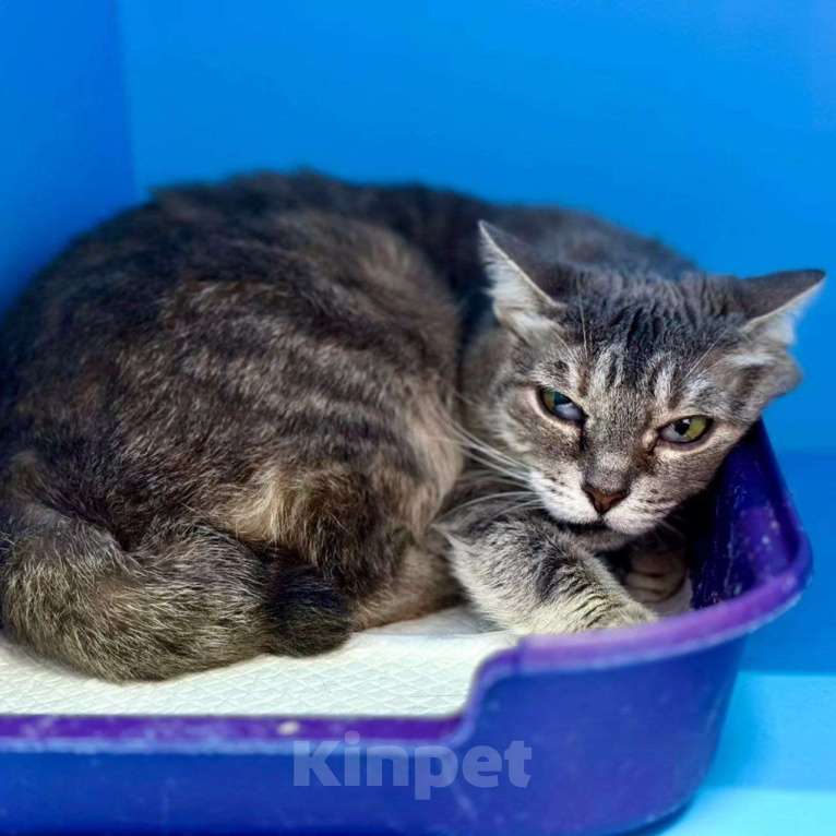 Кошки в Москве: Из-за глазок никто не хочет ее брать Девочка, Бесплатно - фото 2