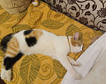 Кошки в Нижнем Новгороде: Потерялась кошка!!!  Девочка, Бесплатно - фото 1