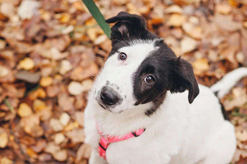 Твиги - девочка, 2 месяца, ищет дом 