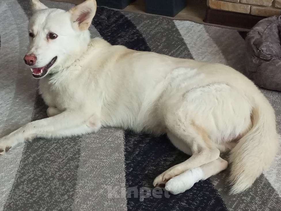 Собаки в Чите:   Собака в самые добрые ручки Мальчик, Бесплатно - фото 6