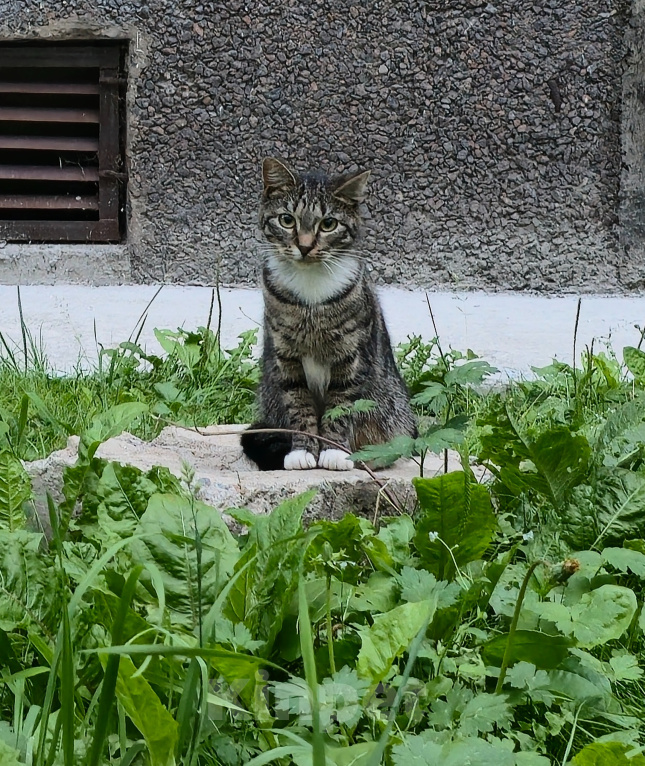 Кошки в Санкт-Петербурге: Домашняя ласковая кошка на улице ! Девочка, Бесплатно - фото 1
