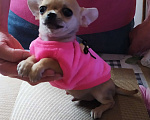 Собаки в Москве: Гномик, мини чихуахуа  Мальчик, 40 000 руб. - фото 8
