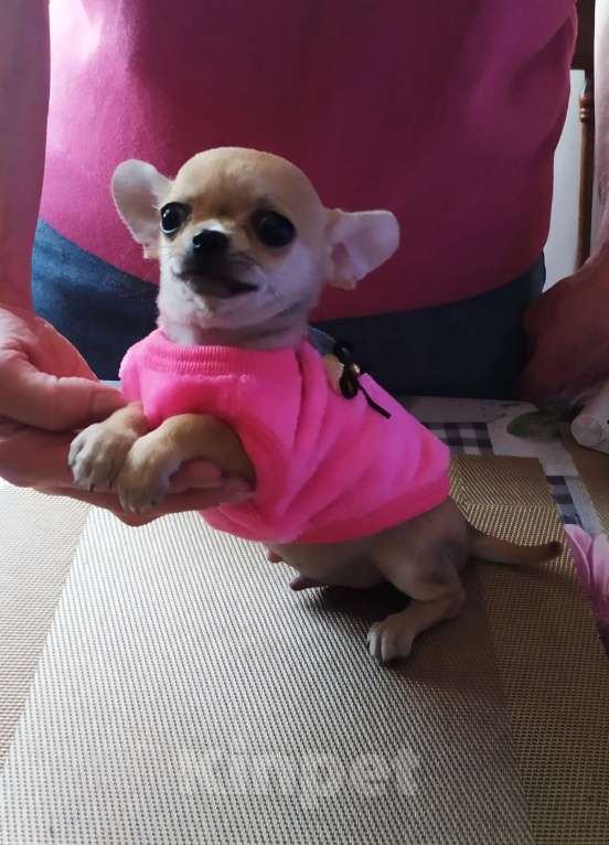 Собаки в Москве: Гномик, мини чихуахуа  Мальчик, 40 000 руб. - фото 8