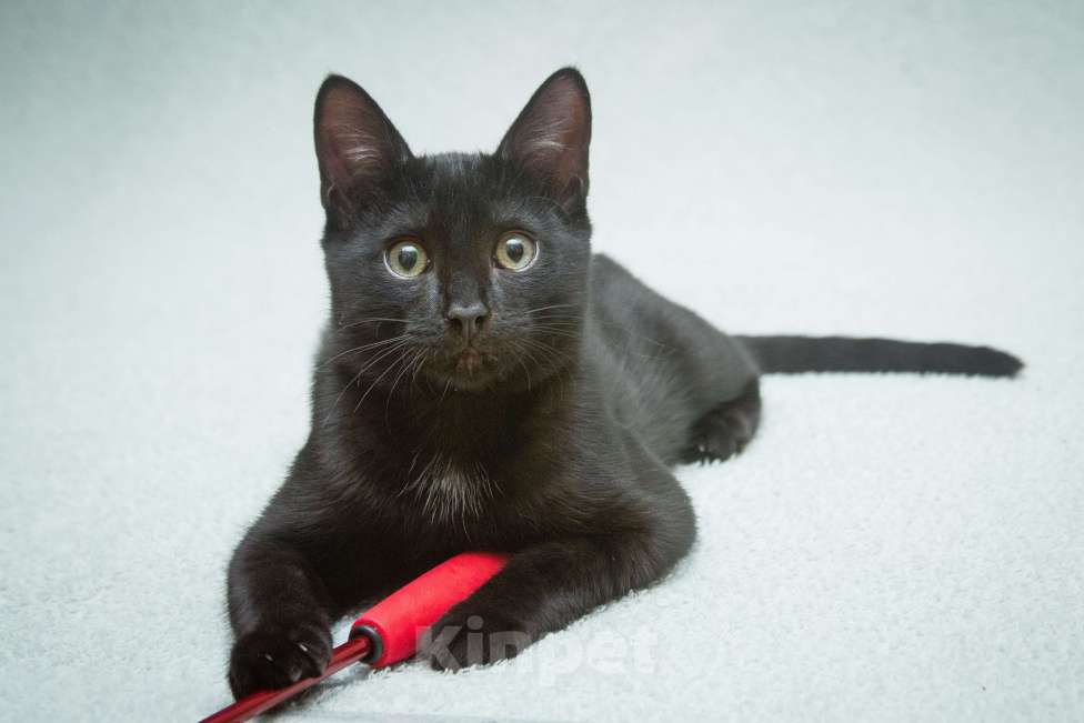 Кошки в Москве: Ищет свою семью малыш Уголек!  Мальчик, Бесплатно - фото 4