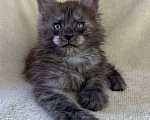 Кошки в Дмитрове: Черный дымчатый мальчик мейн кун Мальчик, 60 000 руб. - фото 3