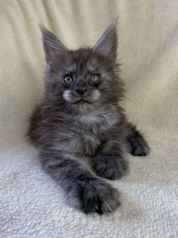 Кошки в Дмитрове: Черный дымчатый мальчик мейн кун Мальчик, 60 000 руб. - фото 3