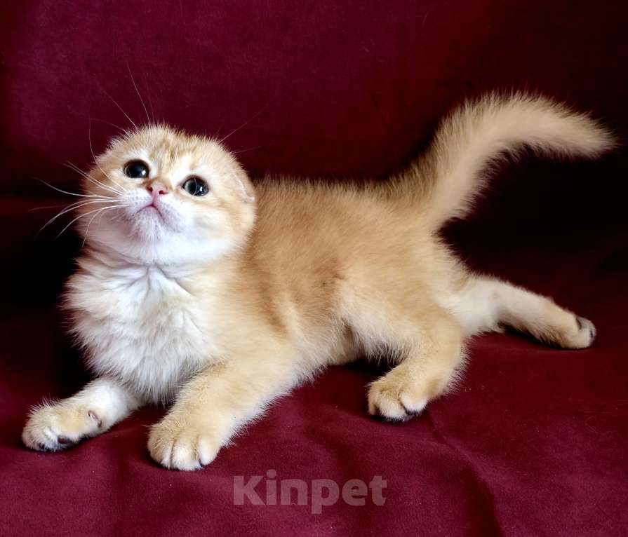 Кошки в Калуге: Queen SFS by 12 Девочка, Бесплатно - фото 1