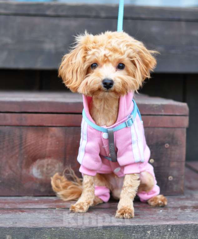 Собаки в других городах Свердловской области: Мальтипу мальчик Мальчик, 60 000 руб. - фото 2