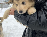 Собаки в Междуреченске: Продам щенков аляскинского маламута без документов Мальчик, 3 000 руб. - фото 7