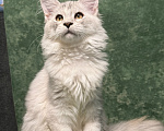 Кошки в Череповце: котенок Мейн Кун Девочка, 45 000 руб. - фото 1