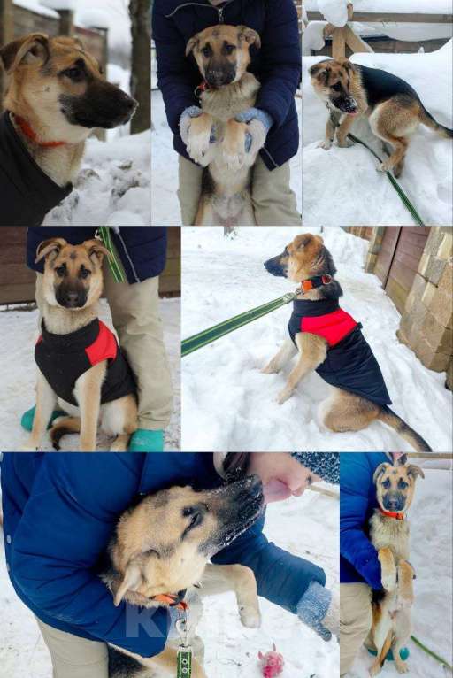 Собаки в Москве: Щенки от немецкой овчарки Мальчик, Бесплатно - фото 2