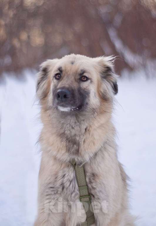 Собаки в Москве: Трогательный и нежный Оллин в добрые руки Мальчик, Бесплатно - фото 4