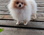 Собаки в Перми: Померанский шпиц Девочка, 35 000 руб. - фото 2