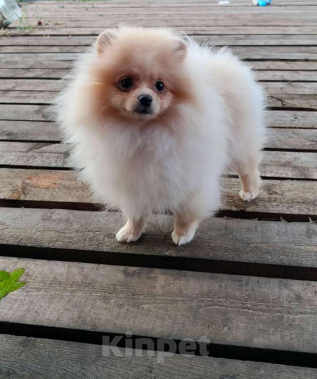 Собаки в Перми: Померанский шпиц Девочка, 35 000 руб. - фото 2