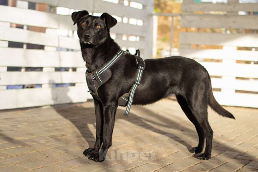 Собаки в Москве: Спасённая со стройки Альма нуждается в любящих хозяевах! Девочка, Бесплатно - фото 1