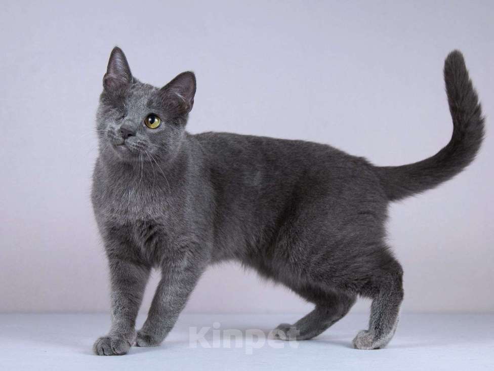 Кошки в Москве: Нежный ласковый котик Лапозай в добрые руки Мальчик, Бесплатно - фото 2