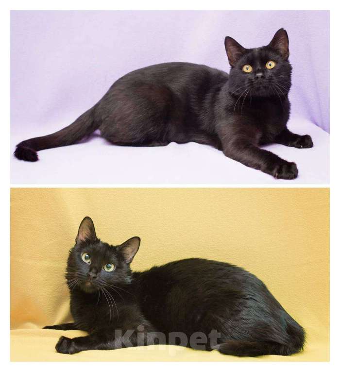 Кошки в Москве: Двоё: я и моя тень Мальчик, Бесплатно - фото 6