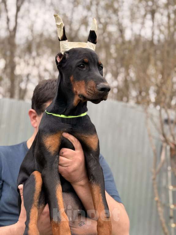 Собаки в Москве: щенок добермана Девочка, 80 000 руб. - фото 1