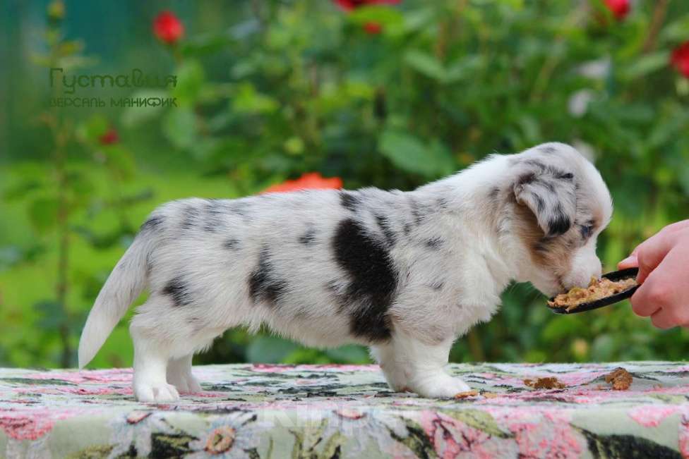 Собаки в Санкт-Петербурге: Версаль Манифик Густавия Девочка, 50 000 руб. - фото 2