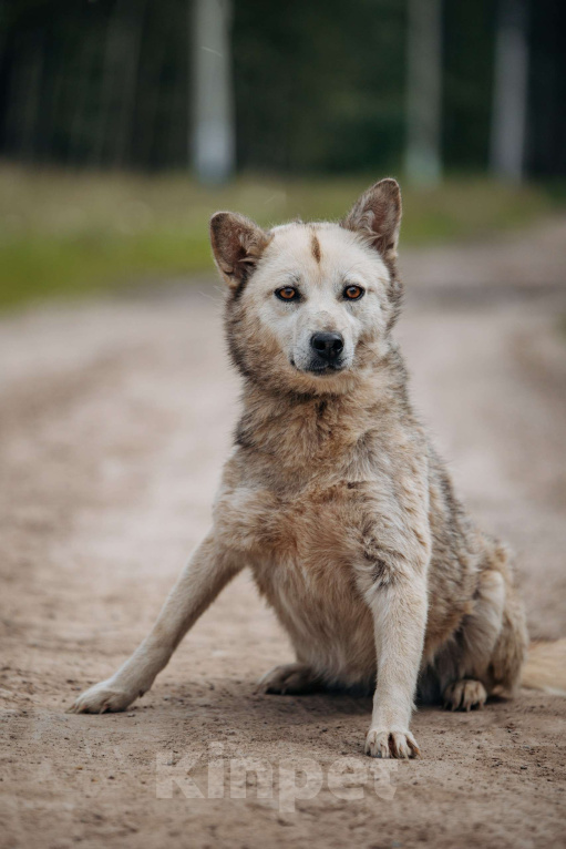 Собаки в Москве: Люси, 2 года. 10 кг в добрые руки Девочка, Бесплатно - фото 4