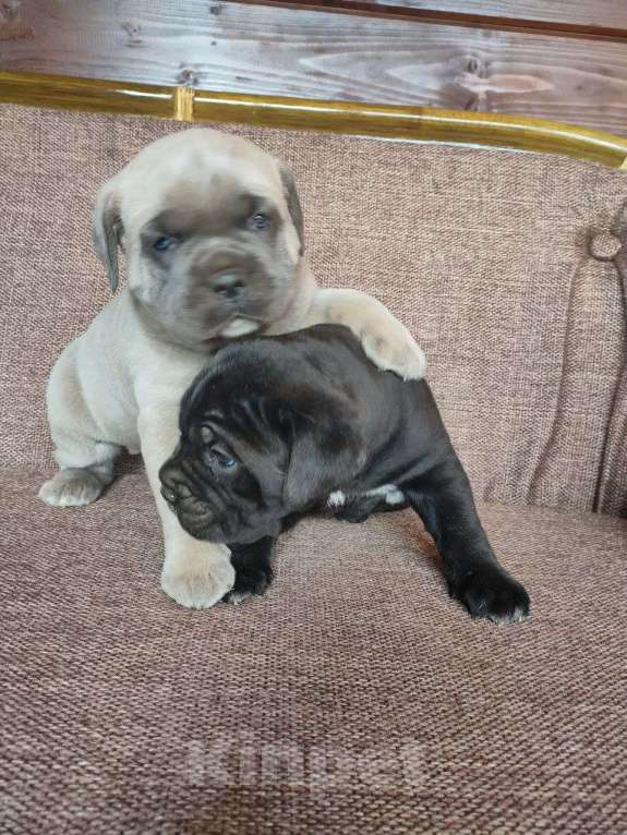 Собаки в других городах Крыма: Бронирование Кане Корсо Девочка, Бесплатно - фото 1