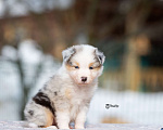 Собаки в Москве: Австралийская овчарка, щенок аусси Девочка, 150 000 руб. - фото 8
