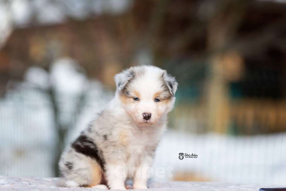 Собаки в Москве: Австралийская овчарка, щенок аусси Девочка, 150 000 руб. - фото 8